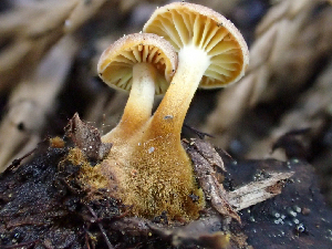  (Xeromphalina sp. cauticinalis-PNW01 - HAY-F-005080)  @11 [ ] by-nc (2023) Dean Lyons Fungal Diversity Survey