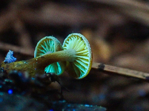  ( - HAY-F-005080)  @11 [ ] by-nc (2023) Dean Lyons Fungal Diversity Survey