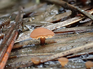  ( - HAY-F-004462)  @11 [ ] by-nc (2023) Dean Lyons Fungal Diversity Survey