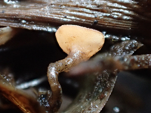  ( - HAY-F-004462)  @11 [ ] by-nc (2023) Dean Lyons Fungal Diversity Survey
