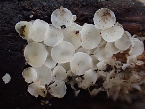  (Lachnum sp. pudibundum-CA01 - HAY-F-004468)  @11 [ ] by-nc (2023) Dean Lyons Fungal Diversity Survey