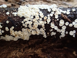  ( - HAY-F-004468)  @11 [ ] by-nc (2023) Dean Lyons Fungal Diversity Survey