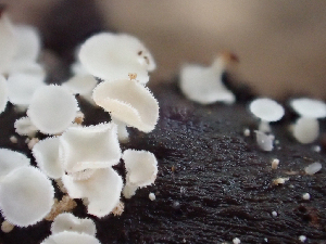  ( - HAY-F-004468)  @11 [ ] by-nc (2023) Dean Lyons Fungal Diversity Survey