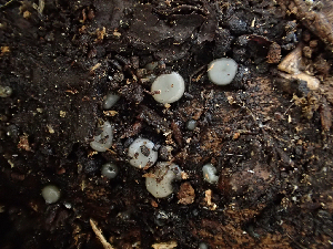  ( - HAY-F-004467)  @11 [ ] by-nc (2023) Dean Lyons Fungal Diversity Survey