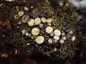  ( - HAY-F-004467)  @11 [ ] by-nc (2023) Dean Lyons Fungal Diversity Survey