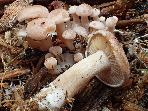  ( - HAY-F-004466)  @11 [ ] by-nc (2023) Dean Lyons Fungal Diversity Survey