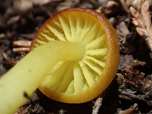  (Chrysomphalina sp. grossula-CA01 - HAY-F-006167)  @11 [ ] by-nc (2023) Dean Lyons Fungal Diversity Survey