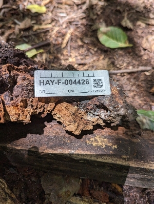  ( - HAY-F-004426)  @11 [ ] by-nc (2023) Stu Pickell Fungal Diversity Survey