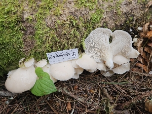  (Pleurotaceae - HAY-F-003205)  @11 [ ] by (2023) Mandy Hackney Fungal Diversity Survey