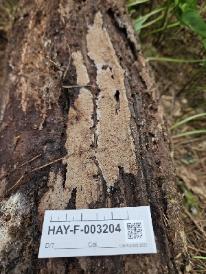 (Phlebia subfascicularis - HAY-F-003204)  @11 [ ] by (2023) Mandy Hackney Fungal Diversity Survey
