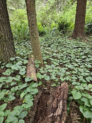 ( - HAY-F-003204)  @11 [ ] by (2023) Mandy Hackney Fungal Diversity Survey