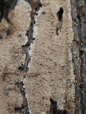  ( - HAY-F-003204)  @11 [ ] by (2023) Mandy Hackney Fungal Diversity Survey