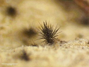  (Chaetomiaceae - HAY-F-005197)  @11 [ ] c (2023) Rudy Diaz Fungal Diversity Survey
