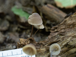  (Mycena sp. CA13 - HAY-F-004427)  @11 [ ] by-nc (2023) Stu Pickell Fungal Diversity Survey