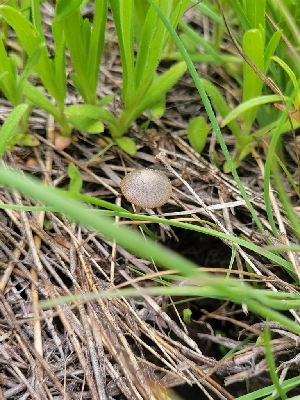  (Psathyrella sp. CA03 - HAY-F-000544)  @11 [ ] by-nc (2023) Harte Singer Fungal Diversity Survey