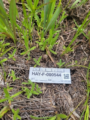  ( - HAY-F-000544)  @11 [ ] by-nc (2023) Harte Singer Fungal Diversity Survey