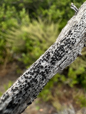  ( - HAY-F-005583)  @11 [ ] c (2023) Rudy Diaz Fungal Diversity Survey