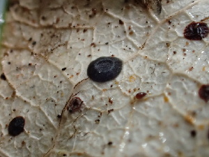  ( - HAY-F-006165)  @11 [ ] by-nc (2023) Dean Lyons Fungal Diversity Survey