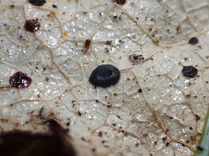  (Coccomyces sp. V12W11 - HAY-F-006165)  @11 [ ] by-nc (2023) Dean Lyons Fungal Diversity Survey