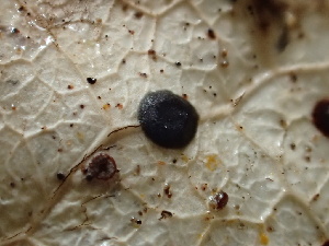  ( - HAY-F-006165)  @11 [ ] by-nc (2023) Dean Lyons Fungal Diversity Survey