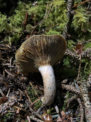  ( - HAY-F-006168)  @11 [ ] by-nc (2023) Dean Lyons Fungal Diversity Survey