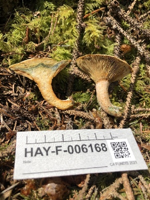  ( - HAY-F-006168)  @11 [ ] by-nc (2023) Dean Lyons Fungal Diversity Survey