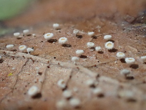  (Lachnum sp. CA02 - HAY-F-006164)  @11 [ ] by-nc (2023) Dean Lyons Fungal Diversity Survey