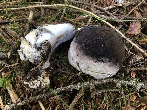  ( - HAY-F-005973)  @11 [ ] by-nc (2023) Dean Lyons Fungal Diversity Survey