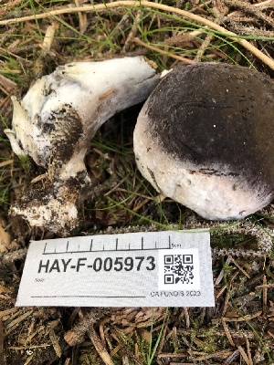  ( - HAY-F-005973)  @11 [ ] by-nc (2023) Dean Lyons Fungal Diversity Survey
