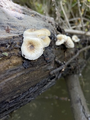  (Lentinus - HAY-F-004201)  @11 [ ] by-nc (2023) Jaren Hockert Fungal Diversity Survey