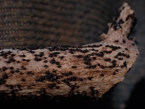  (Coniochaeta sp. rosae-CA01 - HAY-F-005132)  @11 [ ] by-nc (2023) Sadie Hickey Fungal Diversity Survey