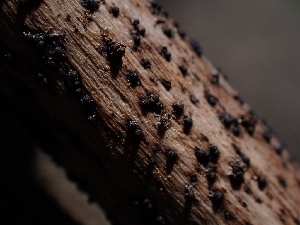  ( - HAY-F-005132)  @11 [ ] by-nc (2023) Sadie Hickey Fungal Diversity Survey