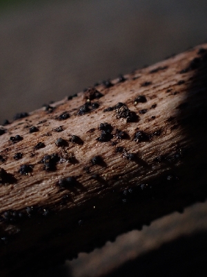  ( - HAY-F-005132)  @11 [ ] by-nc (2023) Sadie Hickey Fungal Diversity Survey