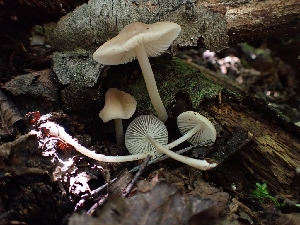  ( - HAY-F-005145)  @11 [ ] by-nc (2023) Sadie Hickey Fungal Diversity Survey