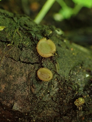  ( - HAY-F-005146)  @11 [ ] by-nc (2023) Sadie Hickey Fungal Diversity Survey