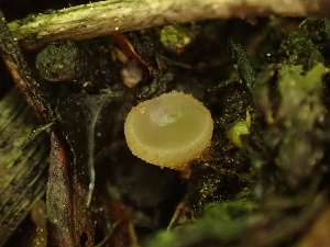  ( - HAY-F-005146)  @11 [ ] by-nc (2023) Sadie Hickey Fungal Diversity Survey