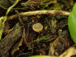  ( - HAY-F-005146)  @11 [ ] by-nc (2023) Sadie Hickey Fungal Diversity Survey