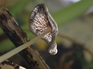  (Coprinopsis sp. CA02 - HAY-F-005133)  @11 [ ] by-nc (2023) Sadie Hickey Fungal Diversity Survey