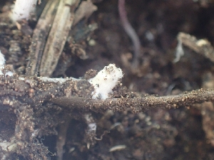  ( - HAY-F-005133)  @11 [ ] by-nc (2023) Sadie Hickey Fungal Diversity Survey
