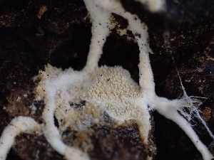  ( - HAY-F-005140)  @11 [ ] by-nc (2023) Sadie Hickey Fungal Diversity Survey
