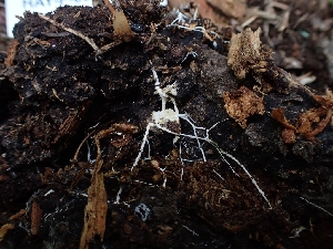  ( - HAY-F-005140)  @11 [ ] by-nc (2023) Sadie Hickey Fungal Diversity Survey