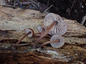  (Collybiopsis sp. PNW03 - HAY-F-005115)  @11 [ ] by-nc (2023) Sadie Hickey Fungal Diversity Survey