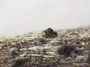  (Comoclathris sp. CA01 - LA-F-000176)  @11 [ ] c (2023) Rudy Diaz Fungal Diversity Survey