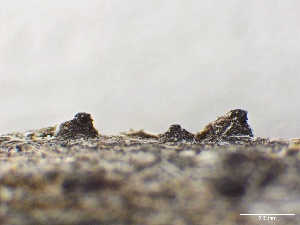  ( - LA-F-000176)  @11 [ ] c (2023) Rudy Diaz Fungal Diversity Survey