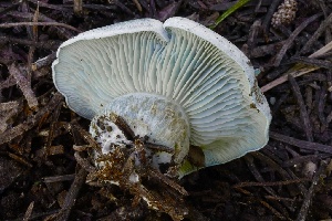  (Hygrophorus caeruleus - HAY-F-004673)  @11 [ ] by-nc (2023) Taye Bright Fungal Diversity Survey