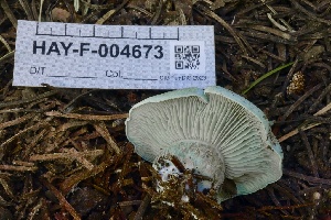  ( - HAY-F-004673)  @11 [ ] by-nc (2023) Taye Bright Fungal Diversity Survey