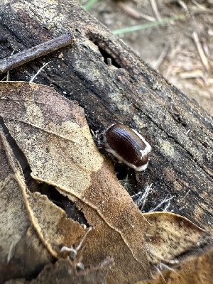  ( - HAY-F-001358)  @11 [ ] by-nc (2023) Aaron Tupac Fungal Diversity Survey