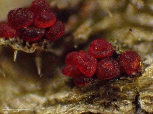  ( - HAY-F-005185)  @11 [ ] c (2023) Rudy Diaz Fungal Diversity Survey