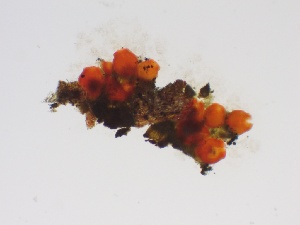  ( - HAY-F-005185)  @11 [ ] c (2023) Rudy Diaz Fungal Diversity Survey