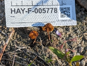  (Conocybe sp. CA05 - HAY-F-005778)  @11 [ ] by-nc (2023) Stu Pickell Fungal Diversity Survey